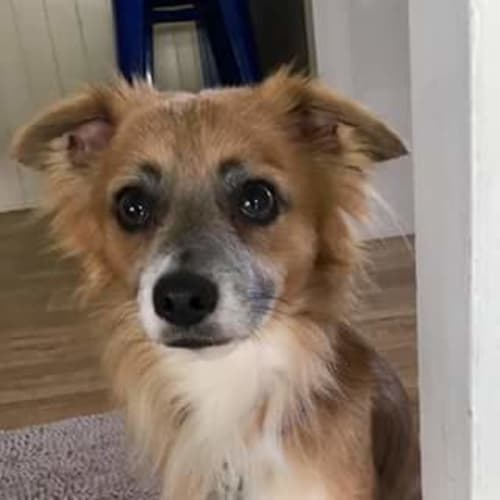 Smokey (adoption pending)