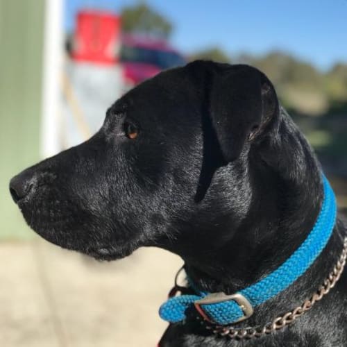 Hugo (BnD320) *Adoption Pending*