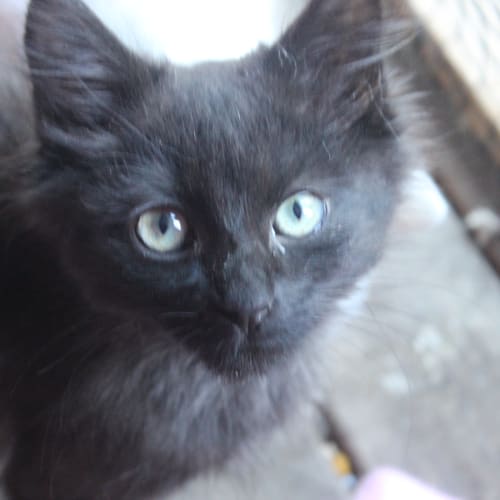 Sirius