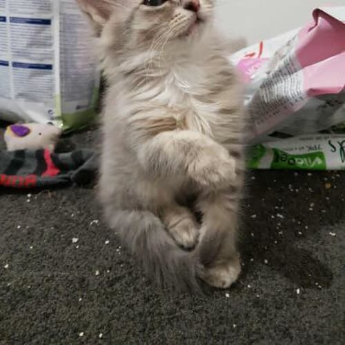 Bellatrix 