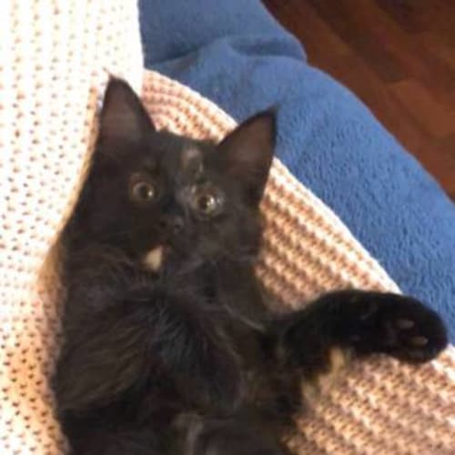 Pepper