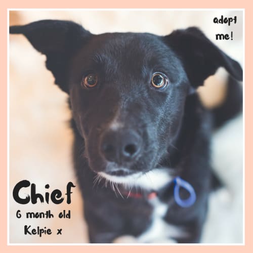 Chief ~ 6 month old Kelpie x (on trial 11/7/2018)