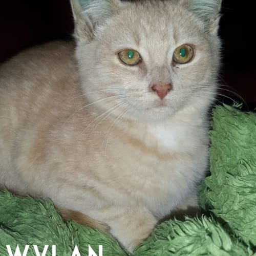 Wylan