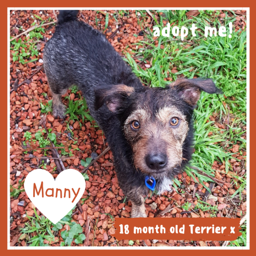 Manny ~ Terrier X (on trial 20/6/2018)