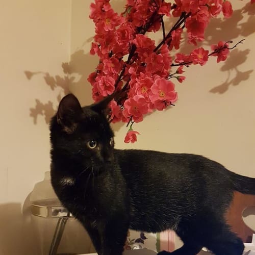 Pepper