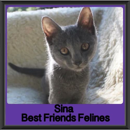 Sina