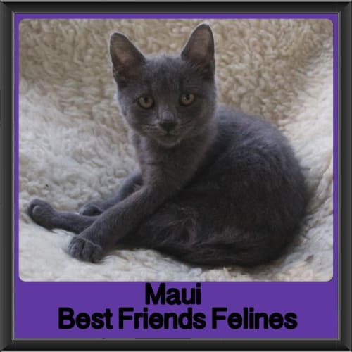 Maui