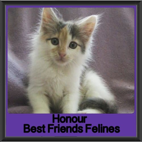 Honour 