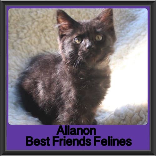 Allanon 
