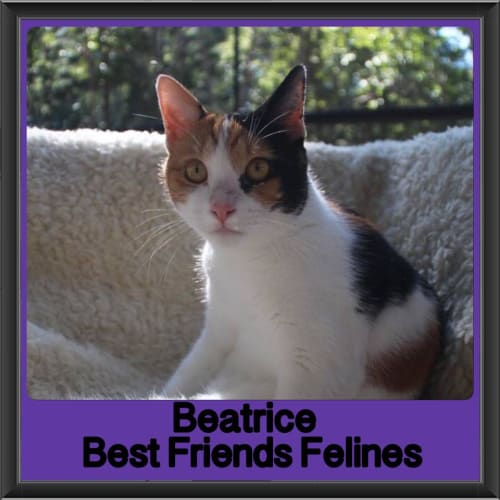 Beatrice 