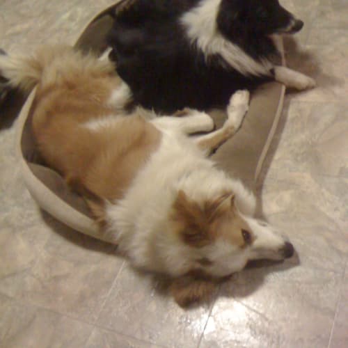 Bella & Dusty