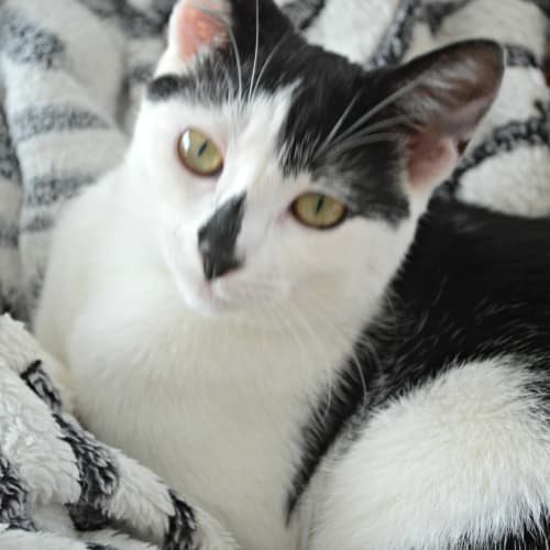 Minnie (to be adopted with Tigi)