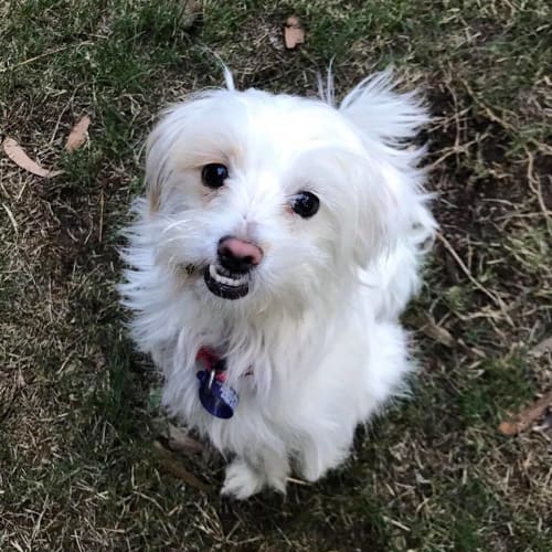 Bindi **Adoption Pending**