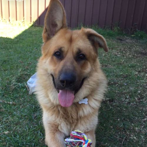 Chico