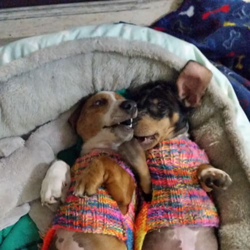 Dash and Charlie