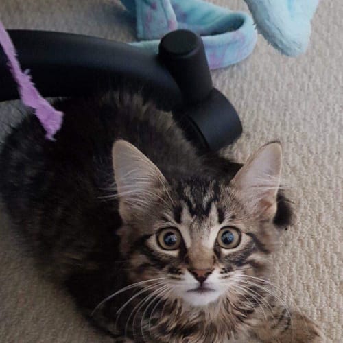 Mr Sniggles