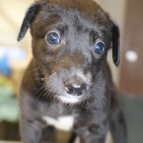 Stella