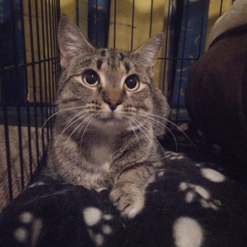 Autumn the sweet brown torbie cat
