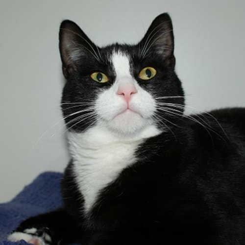 Oreo rsuk002261