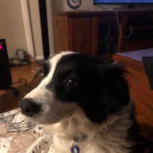 Bella ~ Border Collie (on trial 18/6/2018)