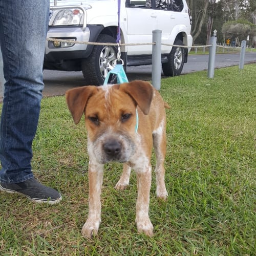 Bounty ~ Shar Pei x (on trial 7/7/18)