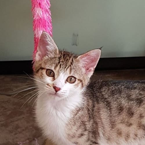 Princess Ariel **2nd Chance Cat Rescue**