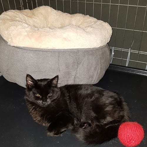 Atraxi **2nd Chance Cat Rescue**