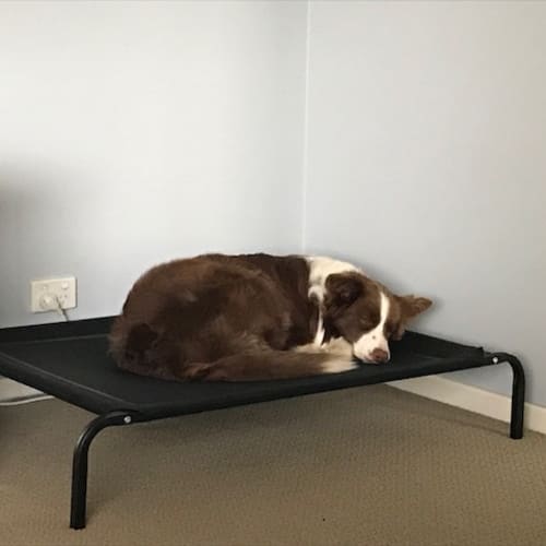 Marley ~ Border Collie (on trial 24-/6/2018)