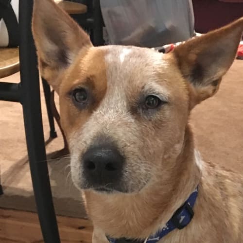 Arlo ~ Cattle Dog x (on trial 26/6/2018)