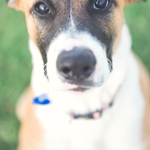 Jessie ~ 5 month old Mastiff X (on trial 30/7/18)