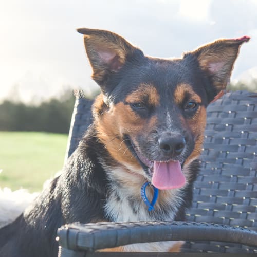 Odinn ~ small mixed breed (on trial 21/6/18)