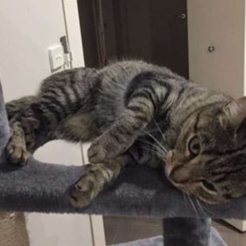 Pusscat