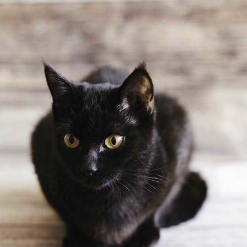 Pixel