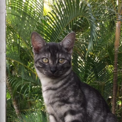 Cisco *pending adoption*