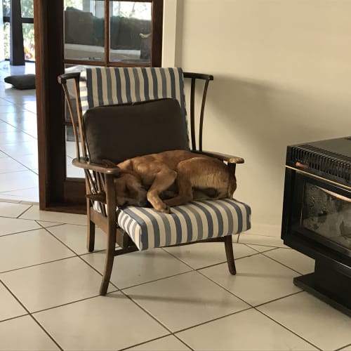 Benny ~ Red Cattle Dog (on trial 12/11/18)