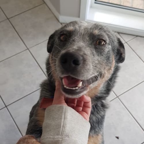 Charlie ~ Blue Heeler (on trial 24/6/2018)