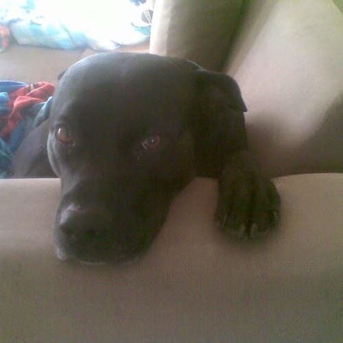 Zander