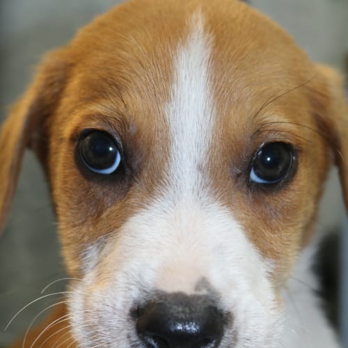 Archie