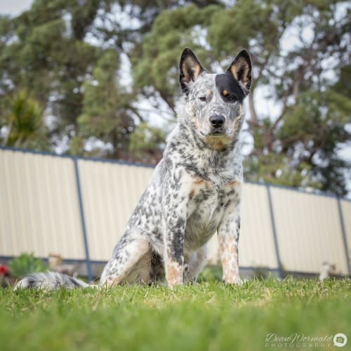 Buster ~ Blue Cattle Dog (on trial 8/7/2018)