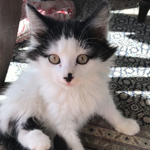 Winsome (Located in Ivanhoe)