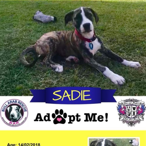 Sadie