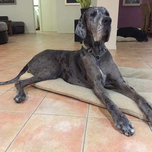 Elsa - owner assist