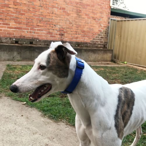 Alfie (On Trial 12 Aug)