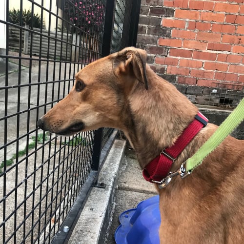 Markie (In Foster 14 June)
