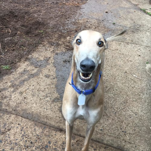 Oliver (Adoption Pending)