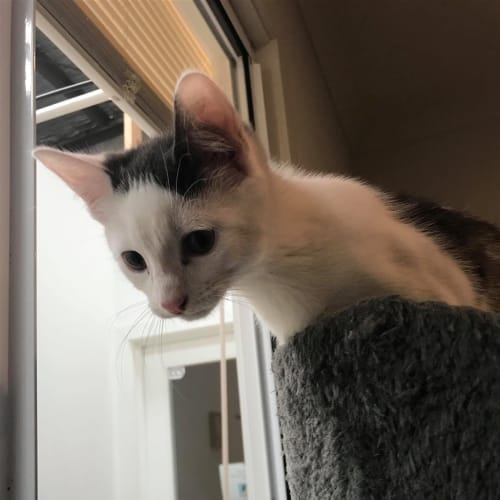 Gandalf(now Lyra)