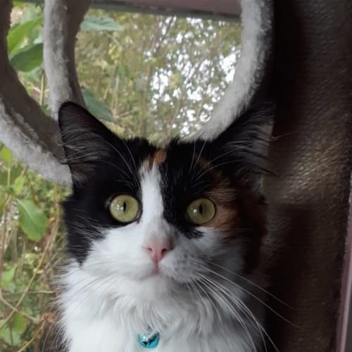Maisy