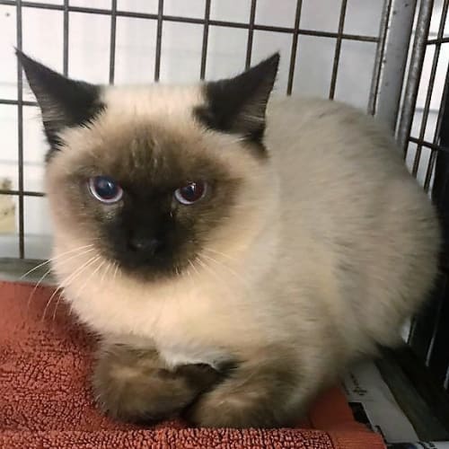 Neptune - C3291 - Adoption Pending