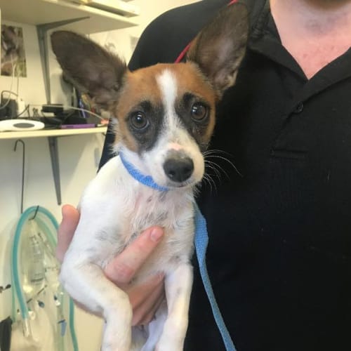  Lexy - D3894 - Adoption Pending