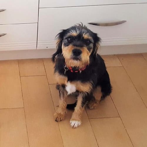 Saffy - D3900 - Adoption Pending